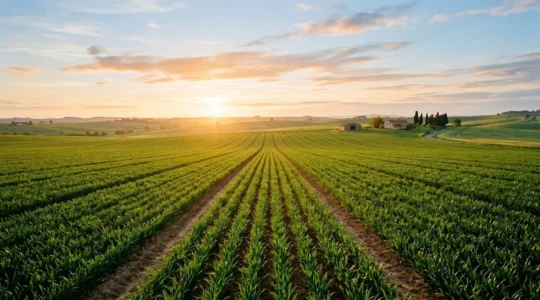 Paysage agricole moderne avec rangées de cultures symétriques sous une lumière dorée matinale, symbolisant la vision stratégique à long terme